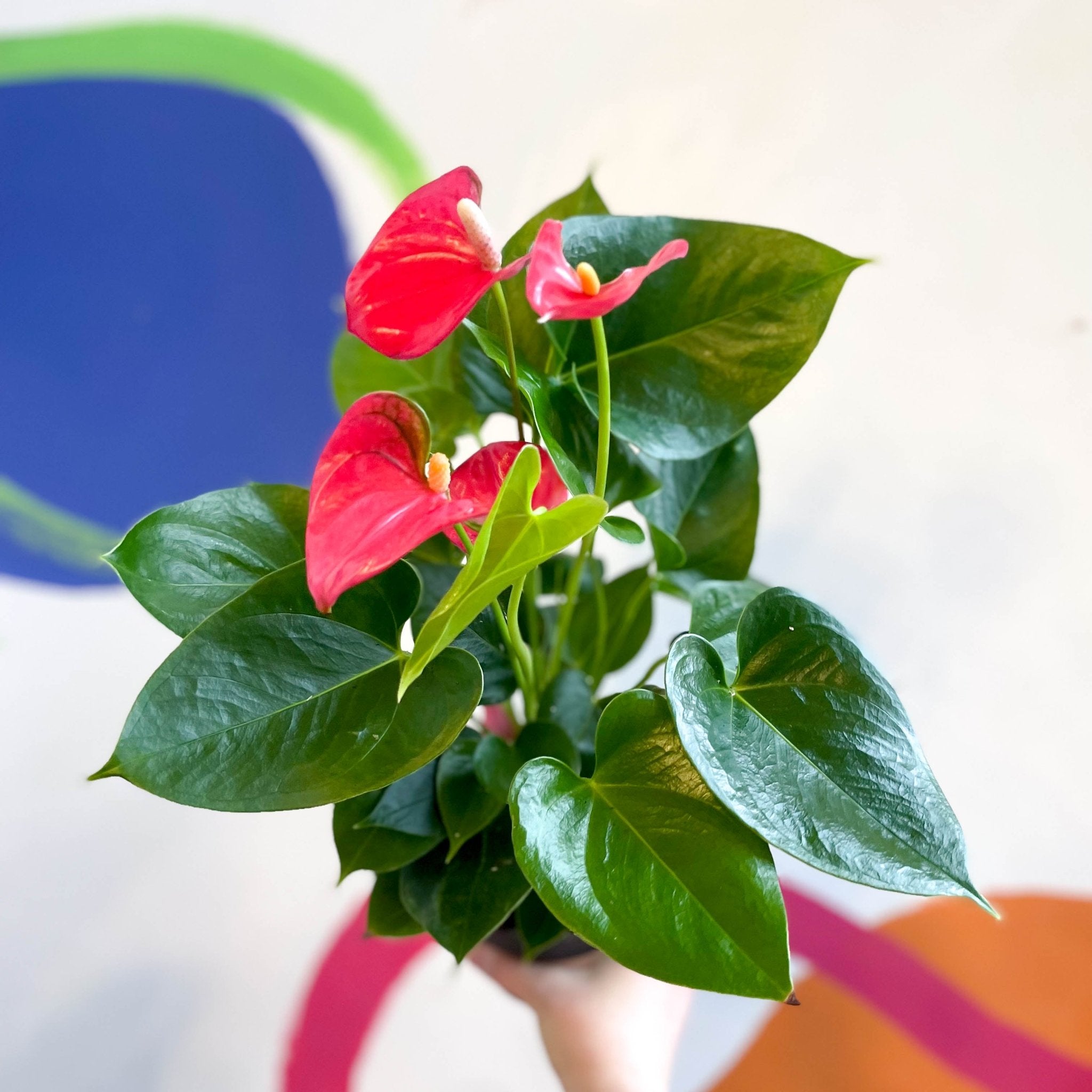 Anthurium