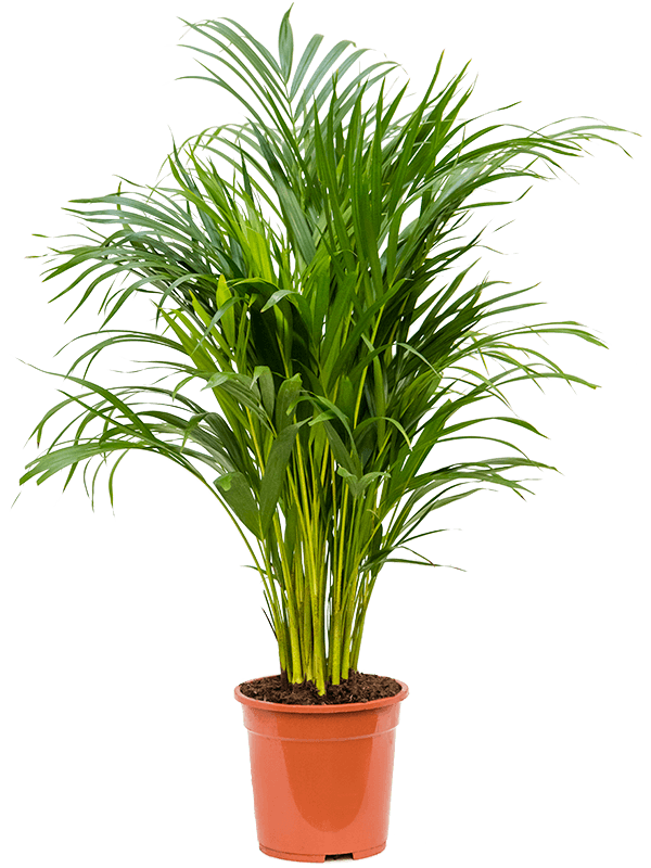 Areca Palm