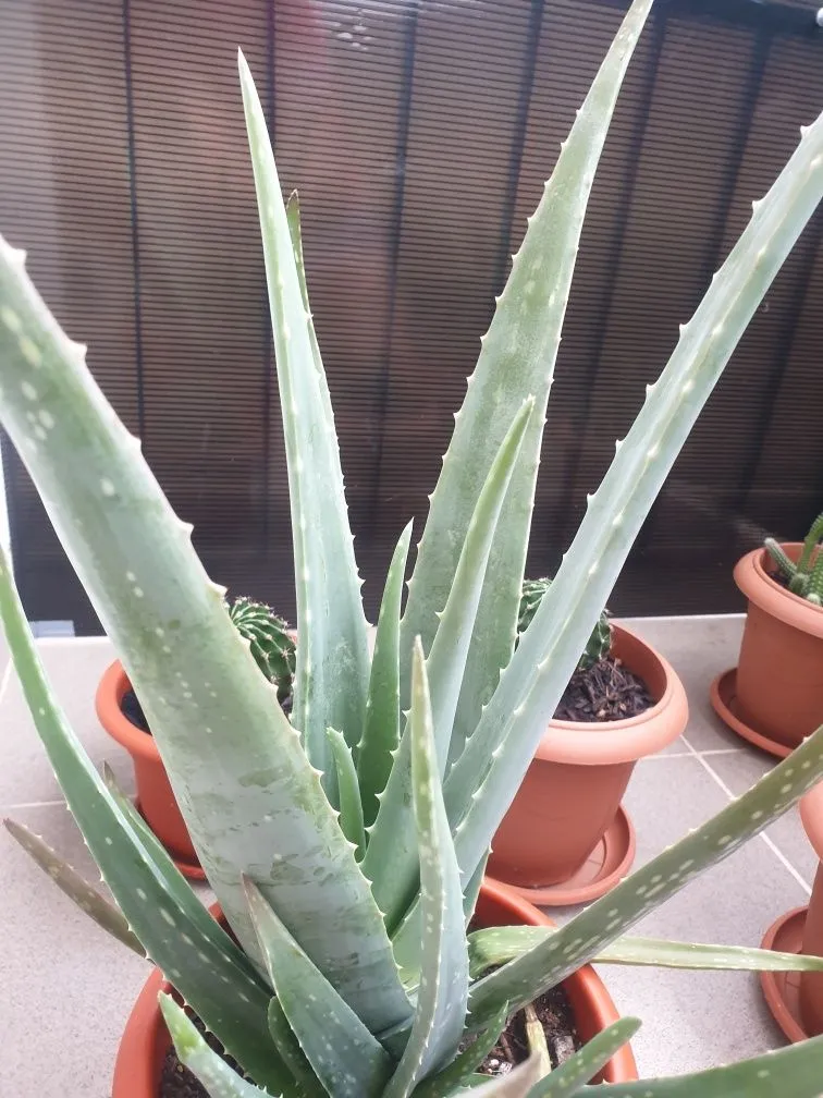 Aloe Vera