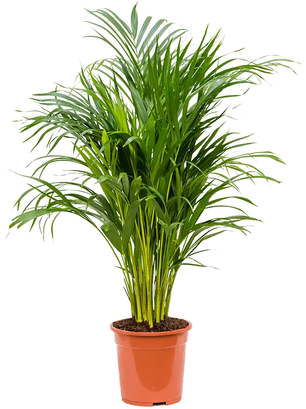 Areca Palm