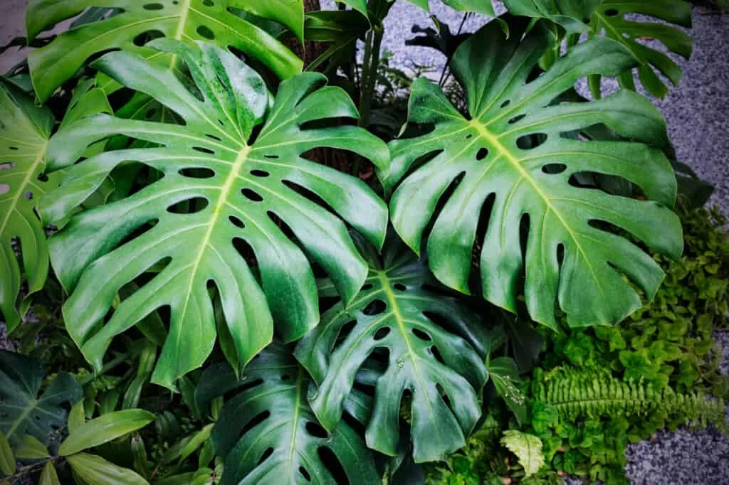Monstera