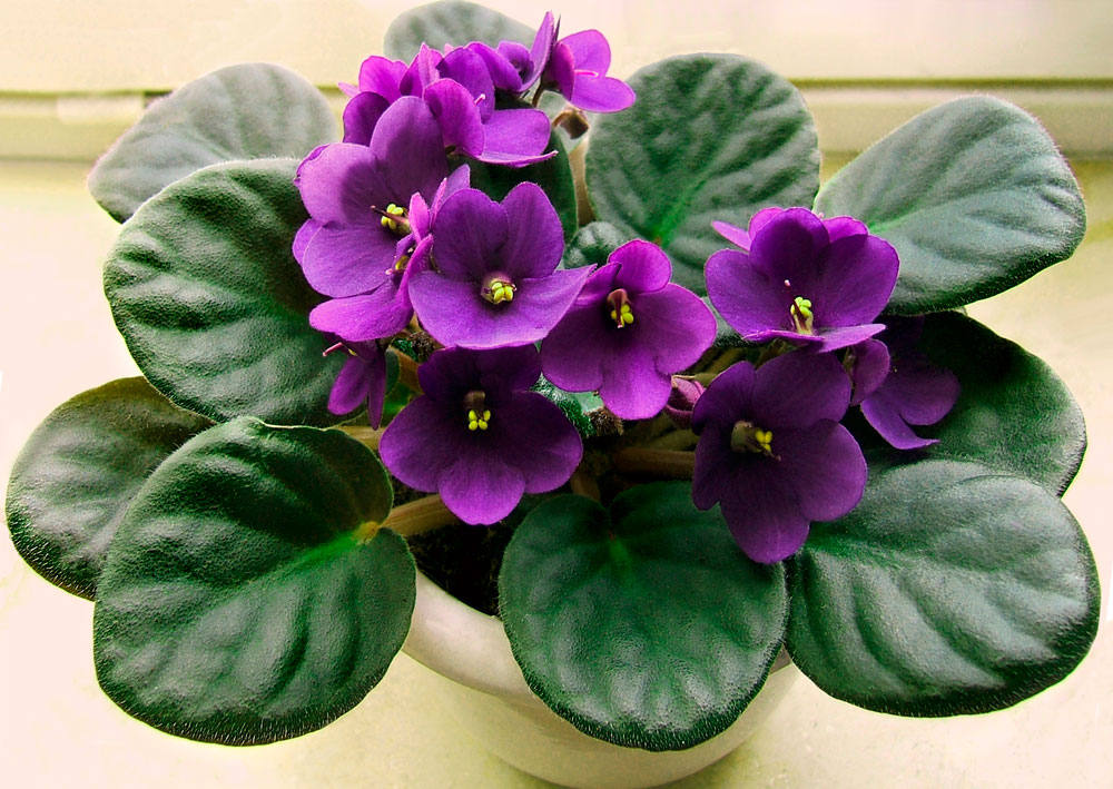 African violets