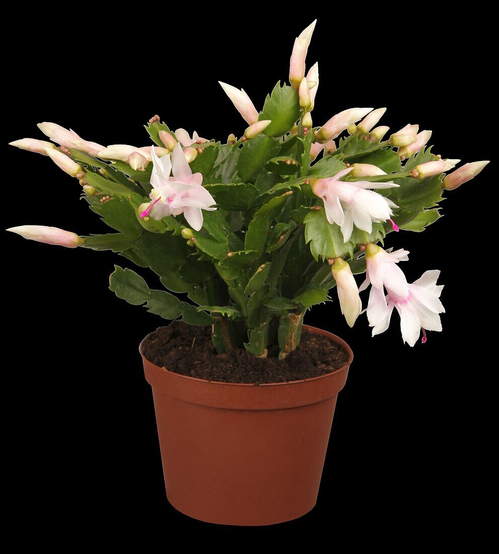 Christmas cactus